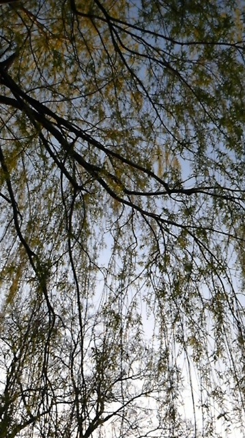 (untitled)