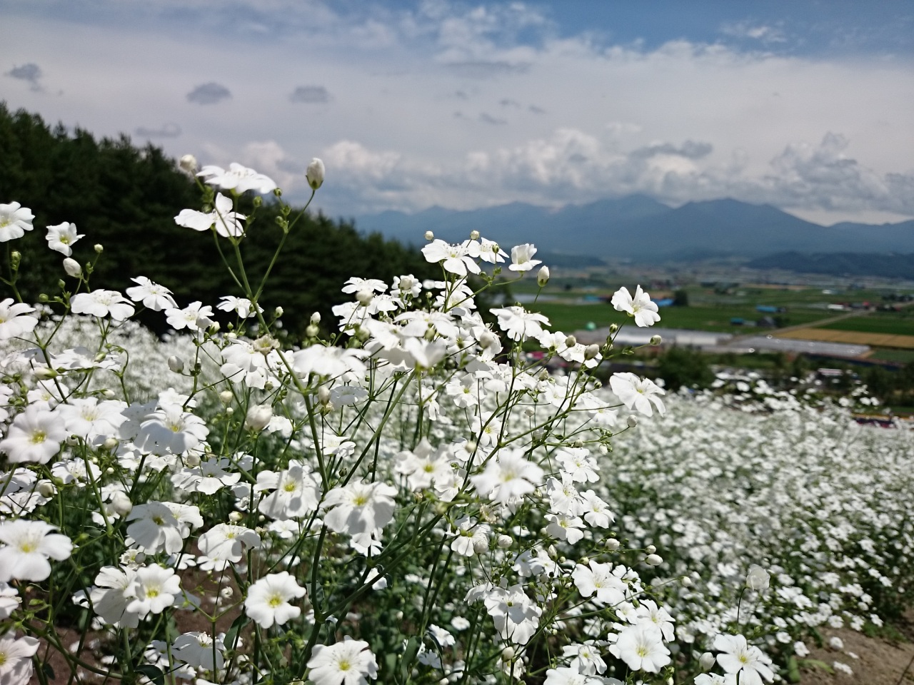 (untitled)