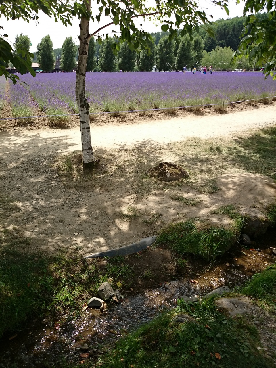 (untitled)