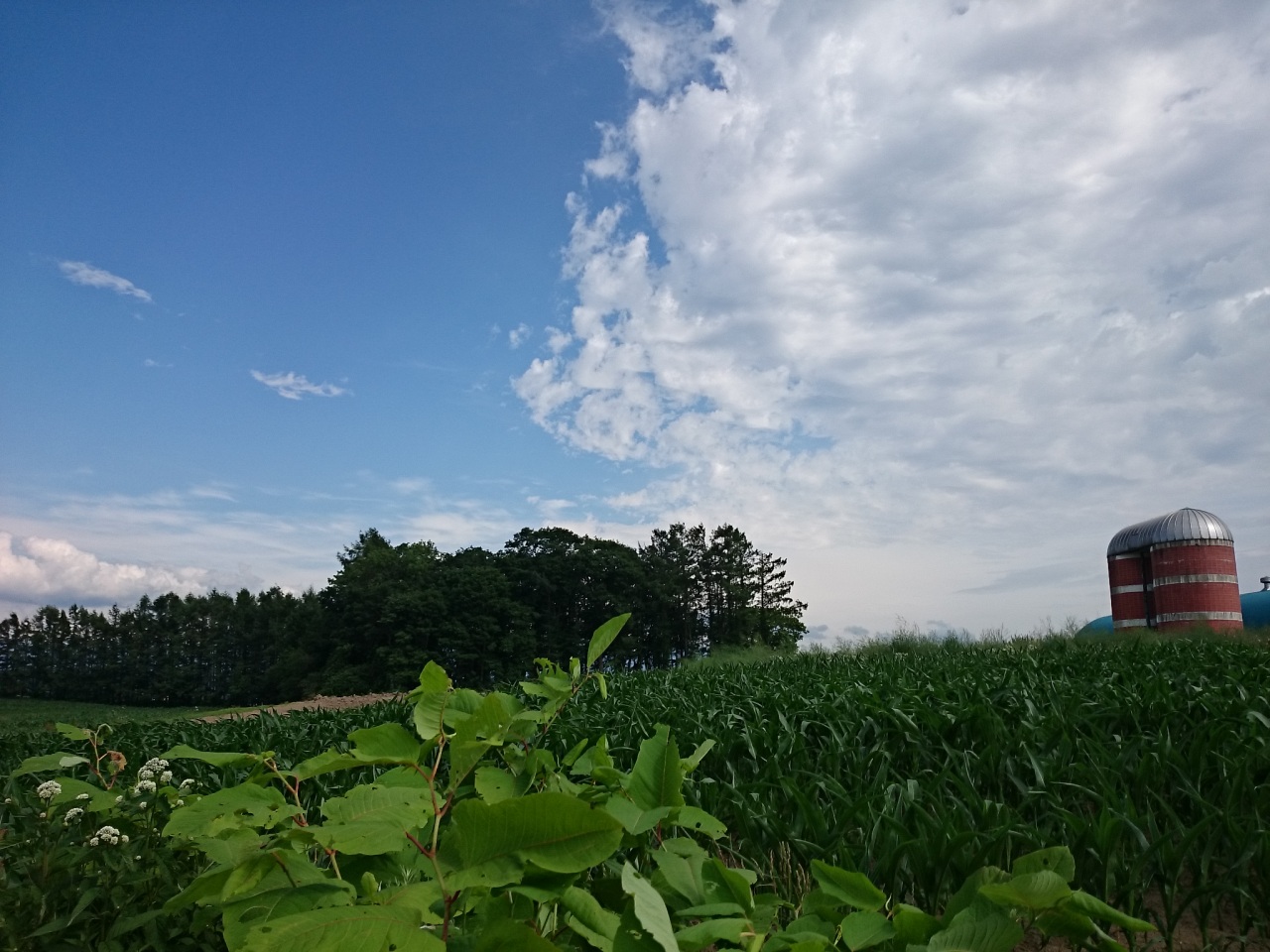 (untitled)