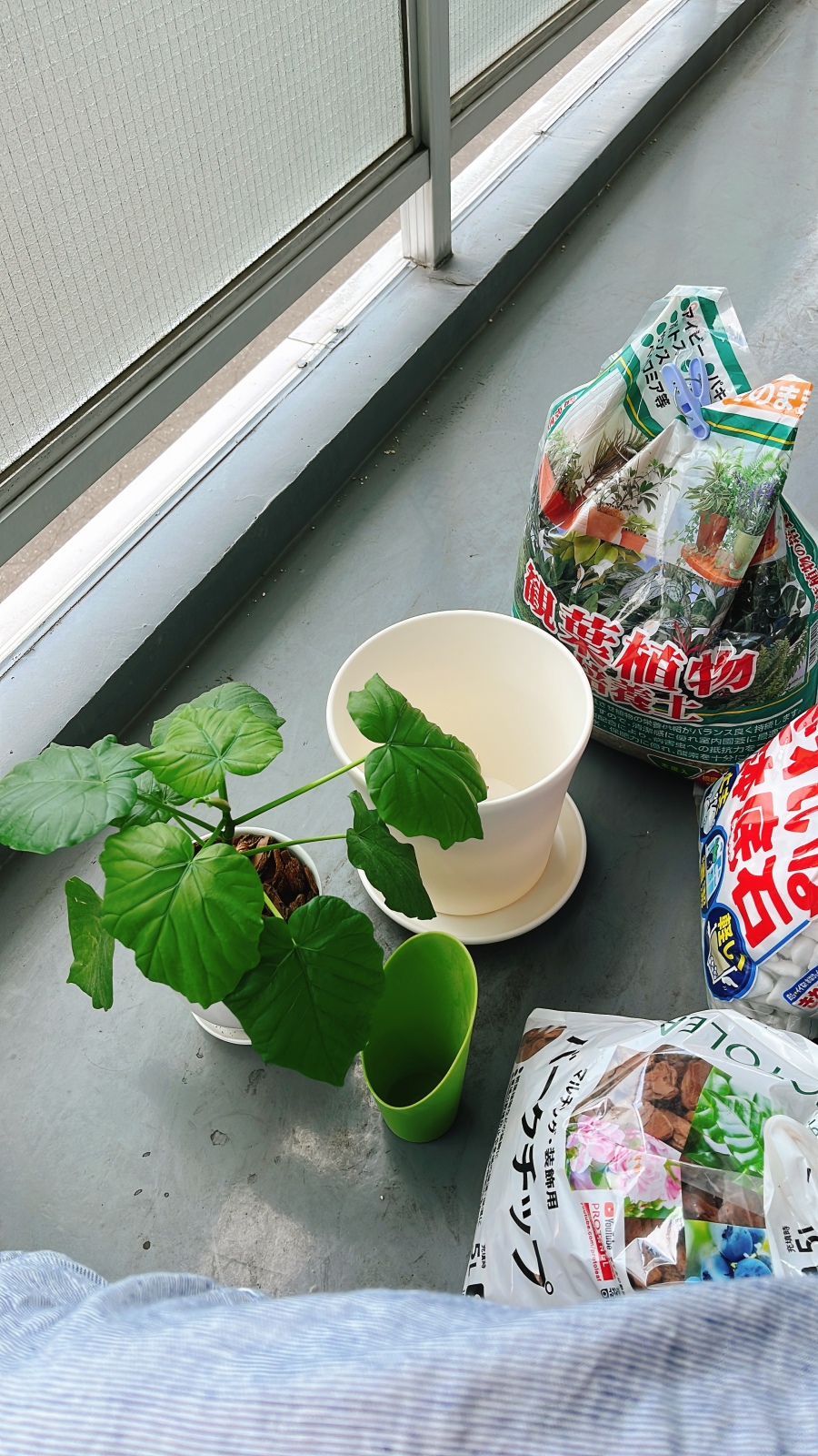 �A�v�������̒Ɏ�